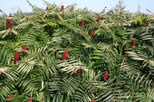 سماق 30 بذرة Sumac