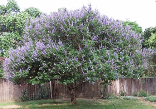شجرة كف مريم 50 بذرة Vitex agnus-castus