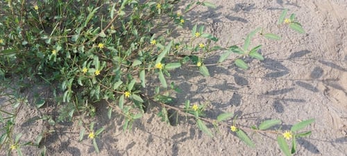 ملوخية برية 200 بذرة Corchorus tridens L