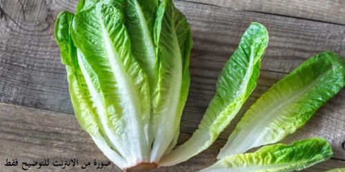 خس طويل من مصر 400 بذرة