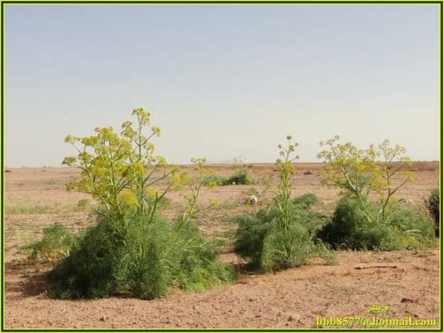 كلخ 15 بذرة تقريبا ferula communis l