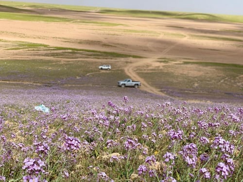 يهق (جرجير بري) 2000 بذرة Diplotaxis acris