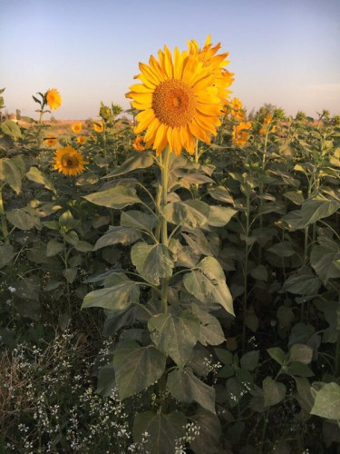 زهر دوار الشمس الحساوي 50 بذرة