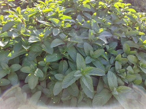 نعناع 50 بذرة