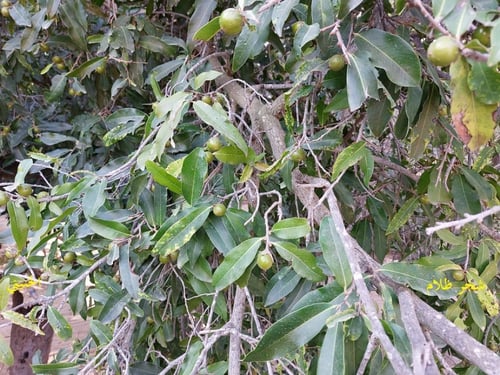 ظلام 15 بذرة Diospyros mespiliformis