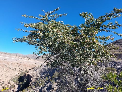 قصم 30 بذرة Zizphus hajarensis