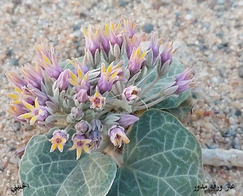 عتر ورقه مدور 10 بذرات odontanthera radians