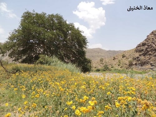 دوار الشمس البري 100 بذرة Verbesina encelioides