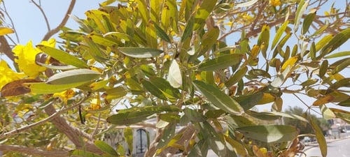 تايبوبيا صفراء 15 بذرة Tabebuia Aurea