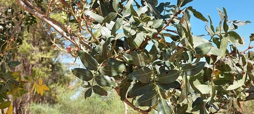 بطم 50 بذرة Pistacia atlantica