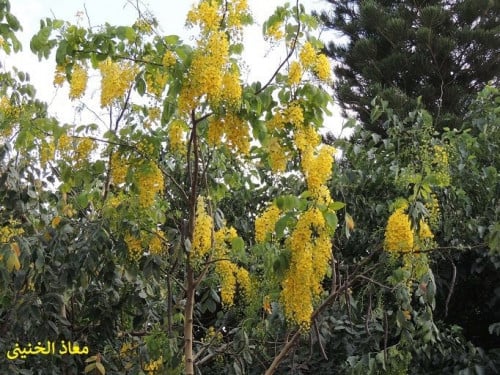 خيار جمبر 30 بذرة من بذور شجرة خيار جمبر Cassia fi...