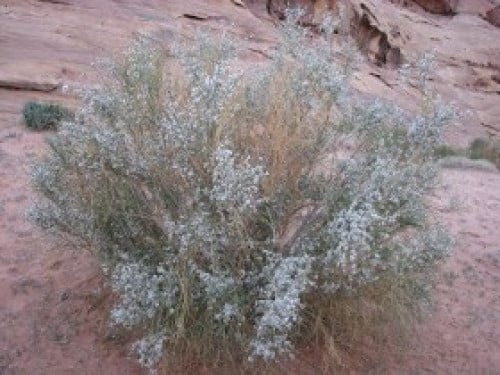 رتم 15 بذرة Retama