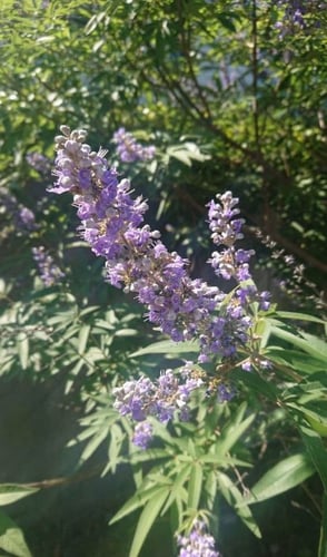 شجرة كف مريم 50 بذرة Vitex agnus-castus