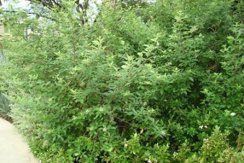 وايتكس خضراء 100 بذرة Vitex trifolia