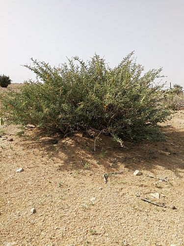 وهط ( وهط ) 20 بذرة acacia oerfota