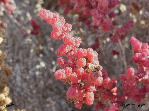 خرزة - خريز 50 بذرة Forssk - Bunge ex Ung