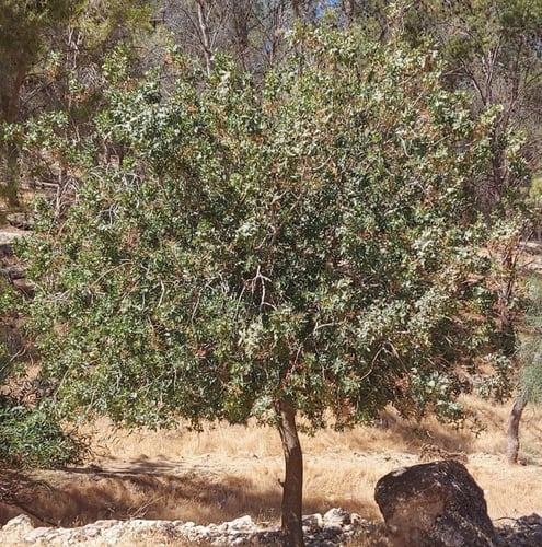 بطم 50 بذرة Pistacia atlantica