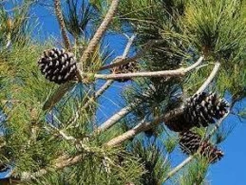 صنوبر 20 بذرة Stone Pine
