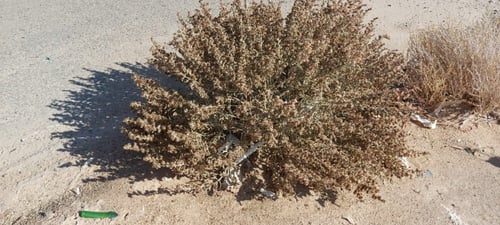 عجرم (مواصل ) البذور مقدار بيالة anabasis articula...