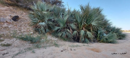 غضف - سعف 20 بذرة Nannorrhops Ritchieana