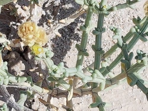 شعران البذور مقدار فنجال Anabasis setifera Moq