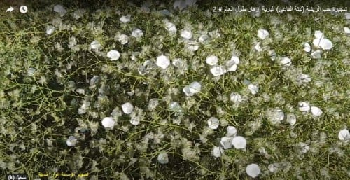فاغي (حب الريشة ) 20 بذرة Convolvulus Virgatus