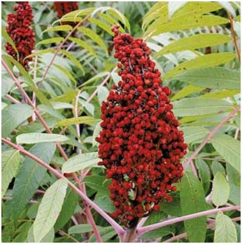 سماق 30 بذرة Sumac