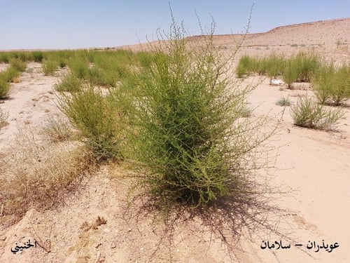 سلامان ( العويذران ) 30 بذرات Artemisia scoparia