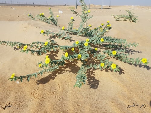 زهر ( قسور ) مقدار ملعقة من البذور و الورق Tribulu...