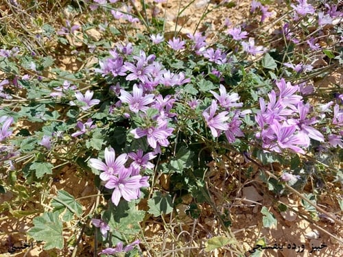 خبيز زهرة بنفسجي 50 بذرة Malva nicaeensis