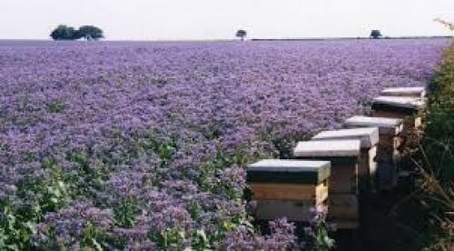 خبز النحل 50 بذرة BORAGO OFFICINALIS