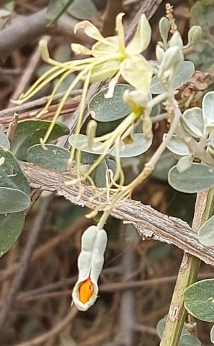 سراحة 5 بذرات Cadaba Farina Forssk