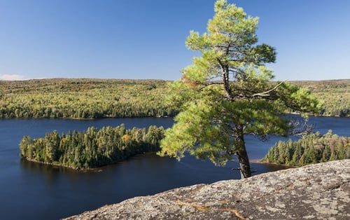 صنوبر 20 بذرة Stone Pine