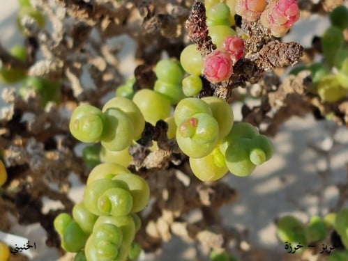 خرزة - خريز 50 بذرة Forssk - Bunge ex Ung