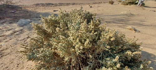 عجرم (مواصل ) البذور مقدار بيالة anabasis articula...