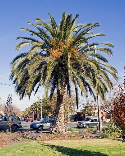 نخل فونكس كناري 10 بذور Phoenix canariensis