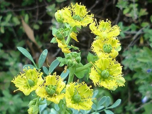 شذاب 50 بذرة Ruta chalepensis