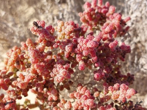 خرزة - خريز 50 بذرة Forssk - Bunge ex Ung