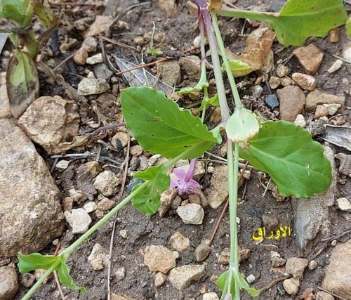 حليوان 150 بذرة silene aegyptiaca