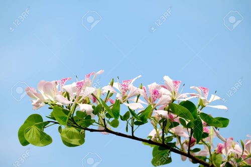 خف الجمل 15 بذرة Bauhinia variegata لا اعرف عن جود...