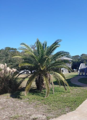 نخل فونكس كناري 10 بذور Phoenix canariensis