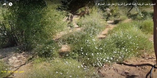 فاغي (حب الريشة ) 20 بذرة Convolvulus Virgatus