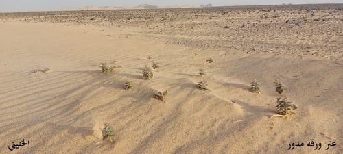 عتر ورقه مدور 10 بذرات odontanthera radians