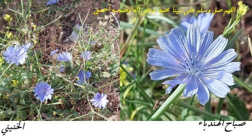 هندباء ( 1 ) عدد البذور 250 بذرة Cichorium intybus