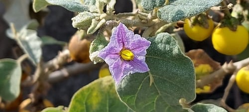 نبات الحدق 30 بذرة Solanum incanum ( لا ينصح به )