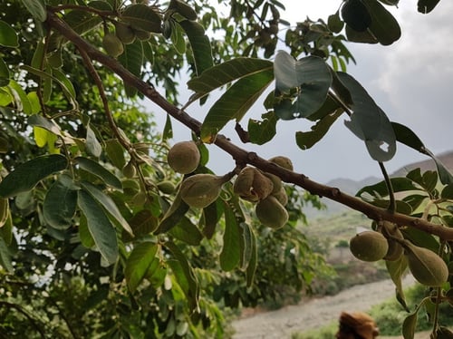 وصف 10 بذرات تنبيه ( البذور جافة الأن قد لا تنبت )