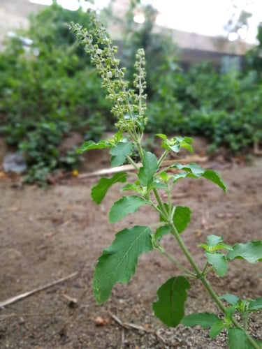 وزاب 200 بذرة ( نبات عطري ) ocimum tenuiflorum l