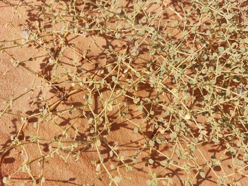 تربة - شكاعي - درما - حلاوي - جنبة من الربع الخالي...