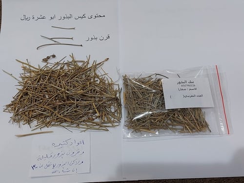 شقارا 100 بذرة تقريبا Matthiola longipetala