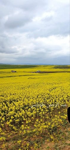 شلوة الاردن 1000 بذرة